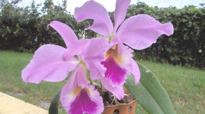 orquideas_cattleya.jpg