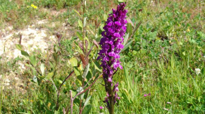 orquideas_dactylorhiza.jpg