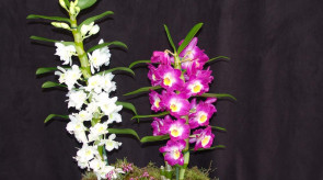 orquideas_dendrobium01.jpg