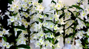 orquideas_dendrobium02.jpg